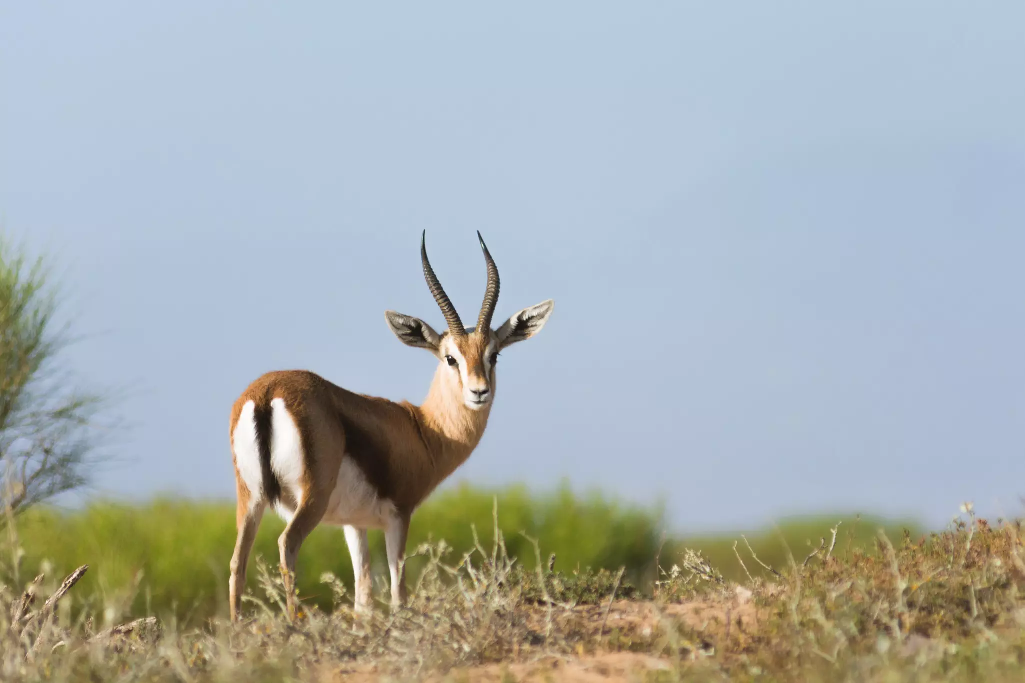 Saharan dorcas gazelle (gazella dorcas neglecta) known as Ariel standing on the hill in the Souss-Massa National Park, Agadir, Morocco