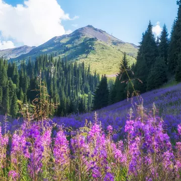 Explore beyond Almaty with these top day trips into the wilderness of the Tian Shan mountains. Lana Kray / Shutterstock