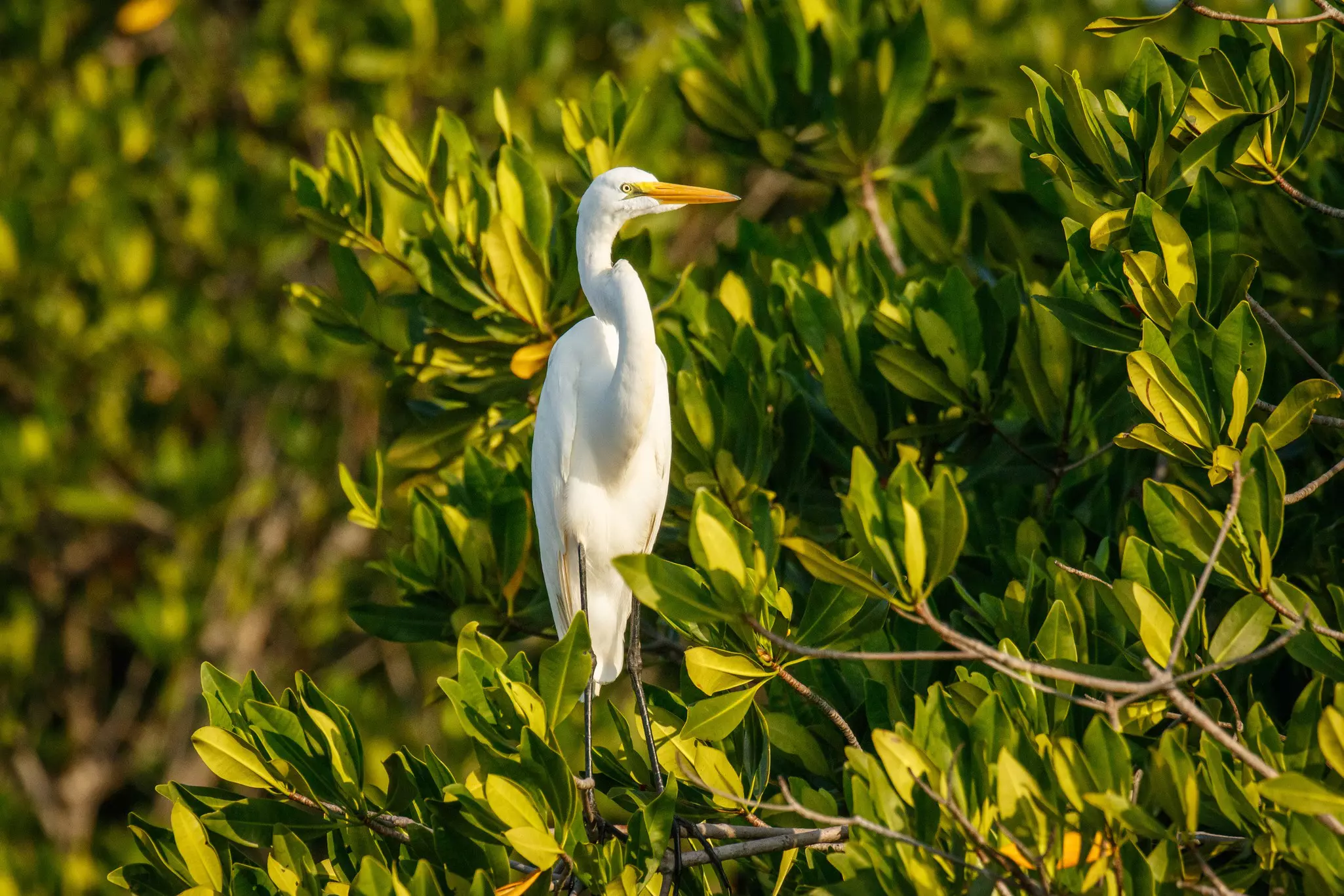 Large white heron sitting in mangrove bush on a sunny day.