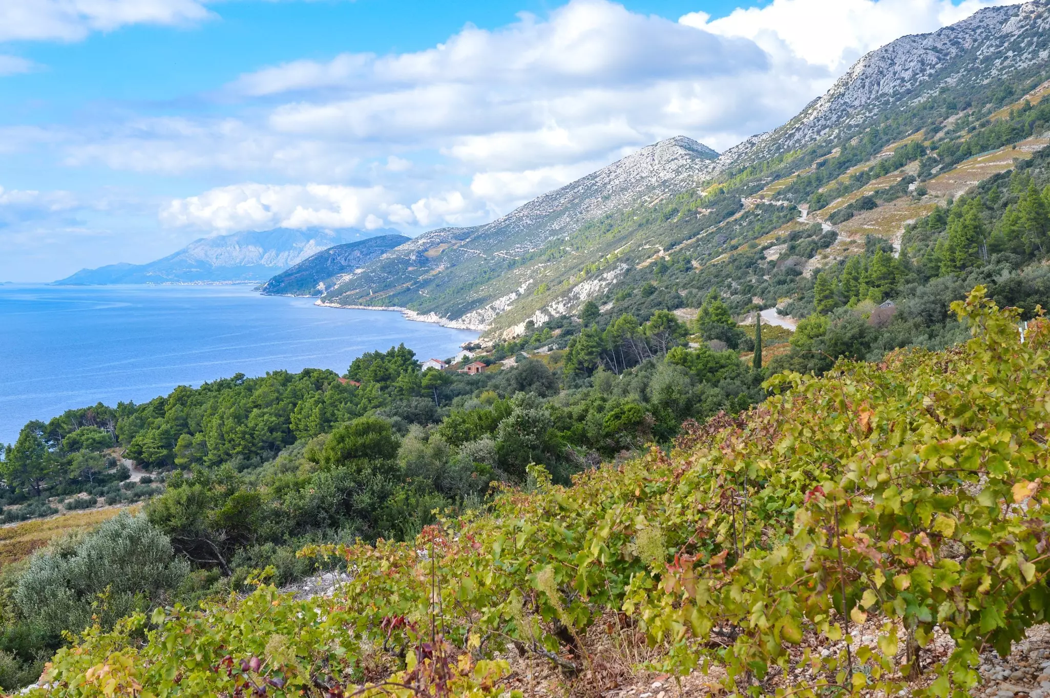 Grapevines grow on a hillside in the foreground; the sea and hills are visible in the background.