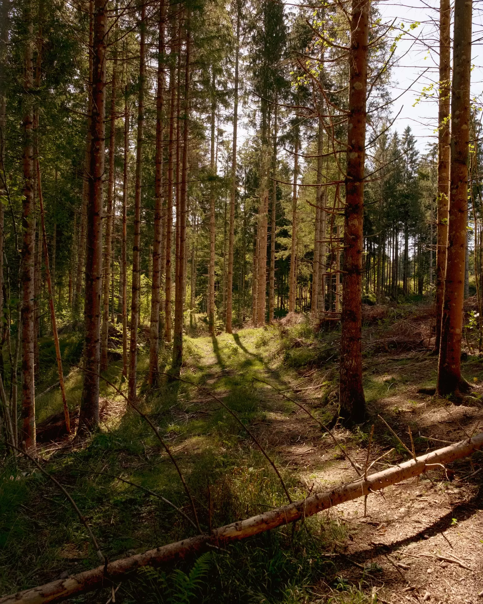 Tracking of signs indicating the presence of bears near Kočevje, Slovenia, September 2026.
Slovenia, September 2026