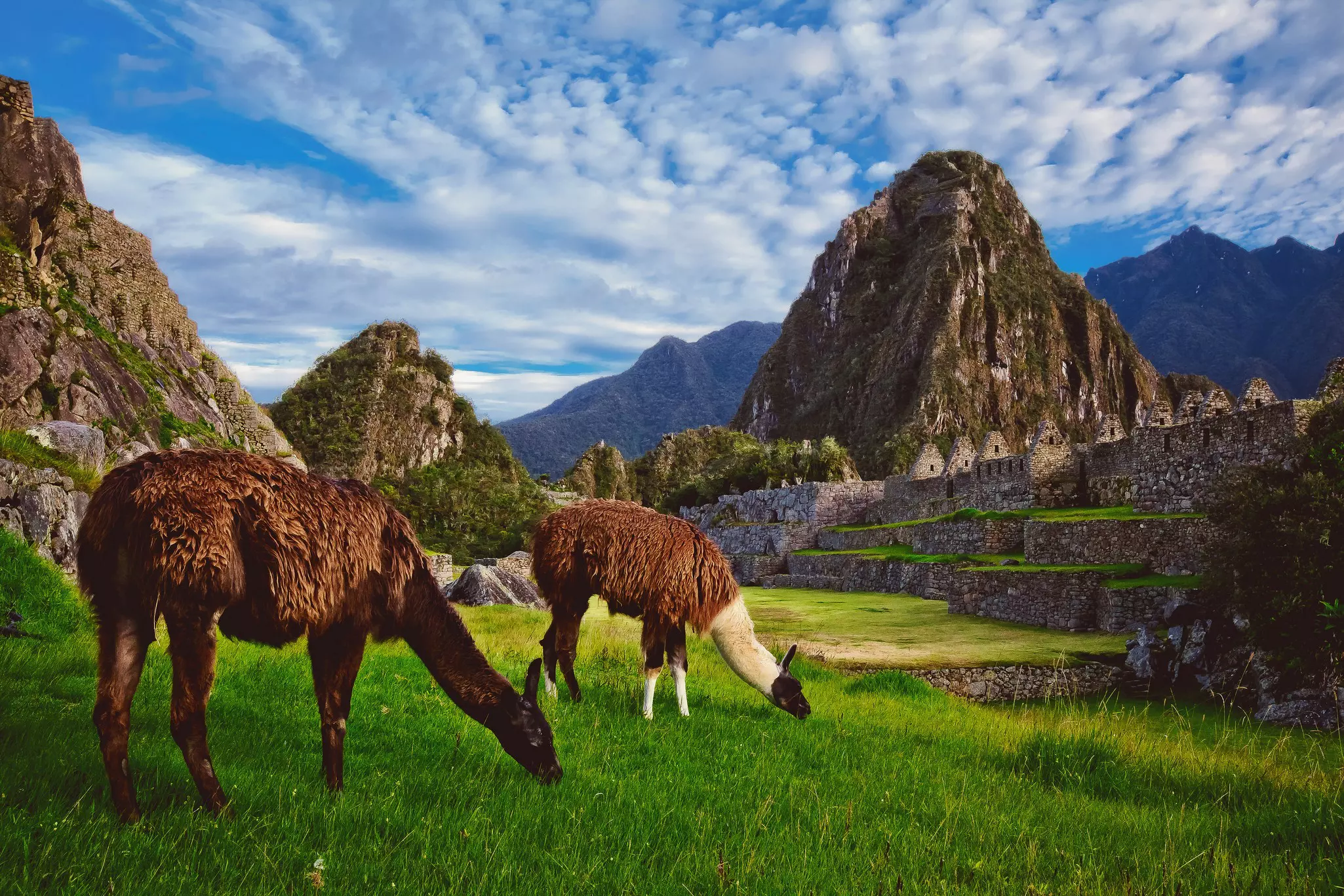 Two llamas eat grass in the Inca citadel of Machu Picchu. In the background is the hill Huayna Picchu.