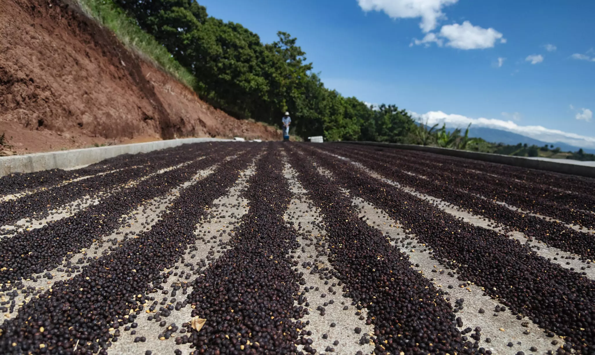 Rows of coffee beans dry in the sun on a concrete surface.