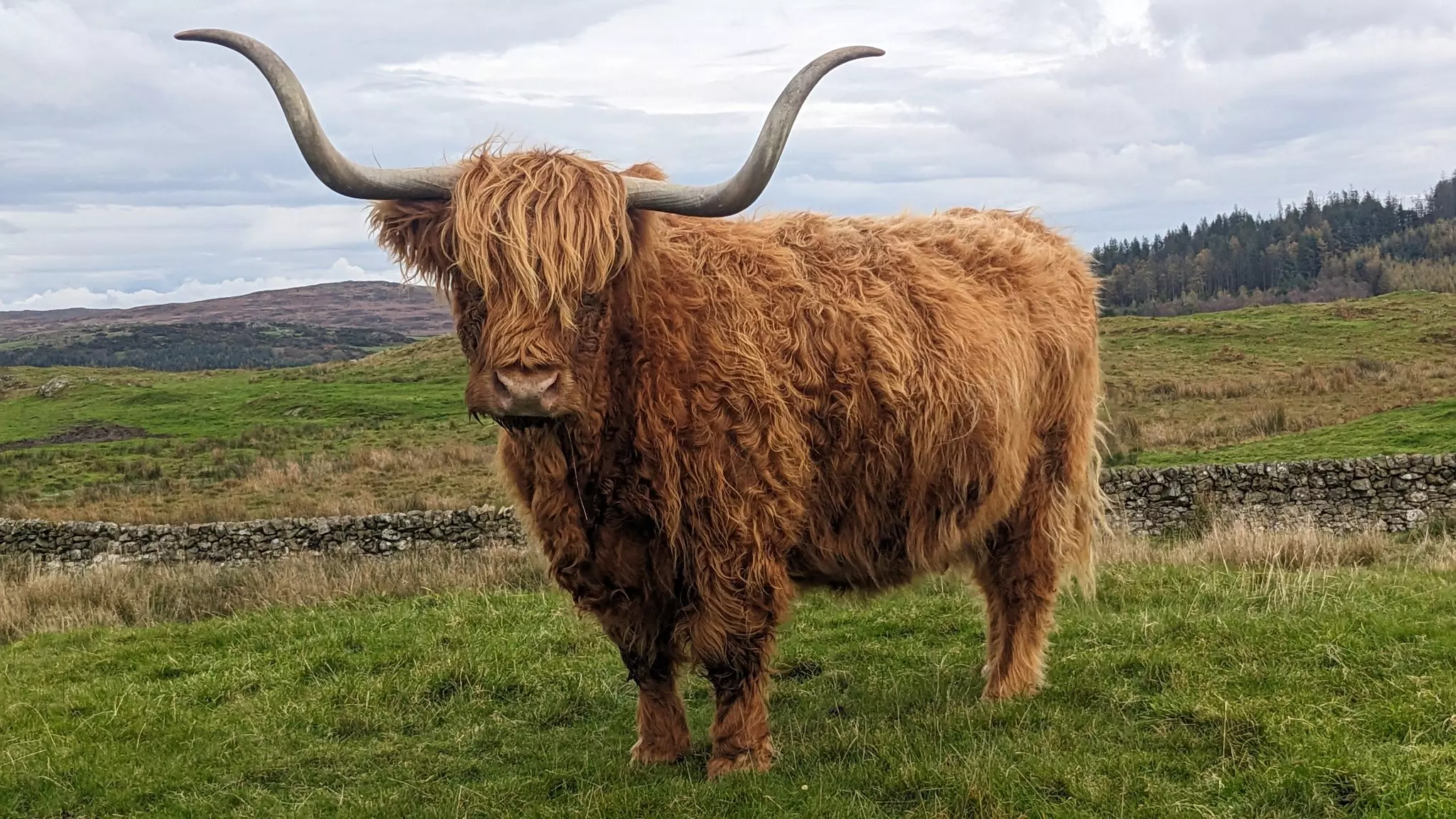 Spend some time getting to know these hugely photogenic Highland cows © Amy Lynch / Lonely Planet