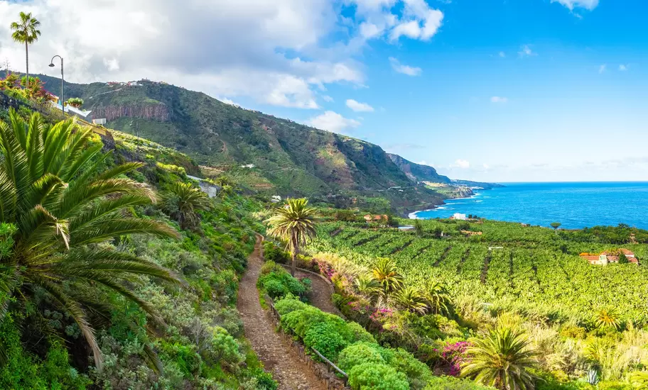 Cobbled path through palms above banana plantations on Tenerife's north coast, with green cliffs and the Atlantic beyond