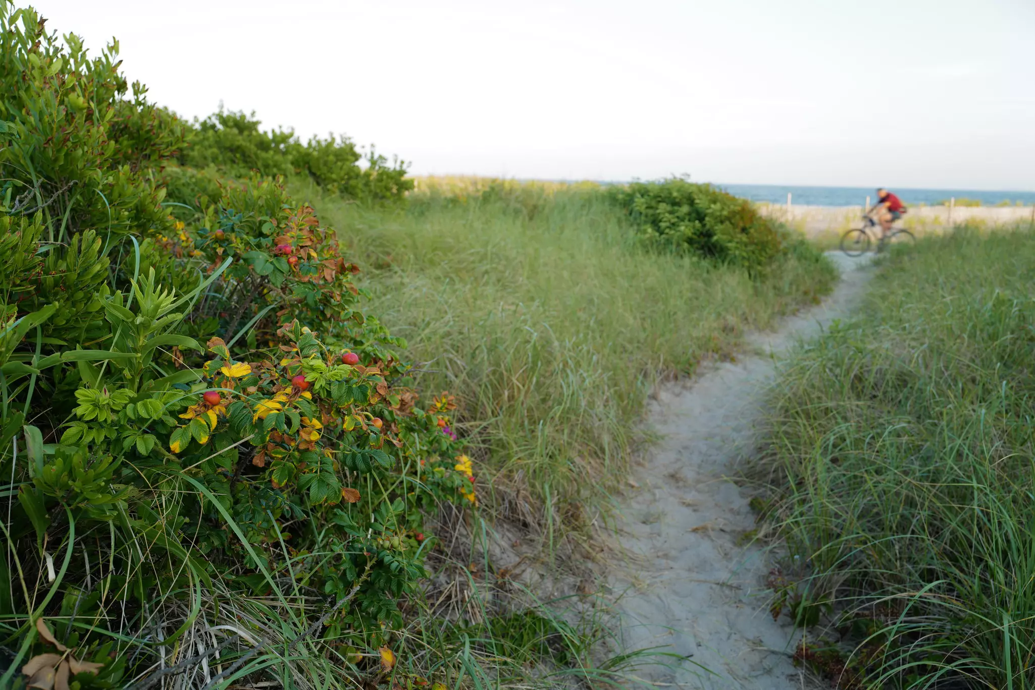 A narrow sandy path leads through grassy dunes towards a beach where a cyclist is pedaling by.