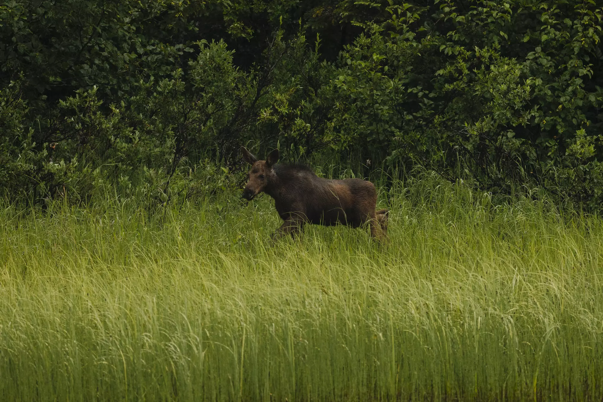 Young moose in the Chugach State Park. Angela Owens