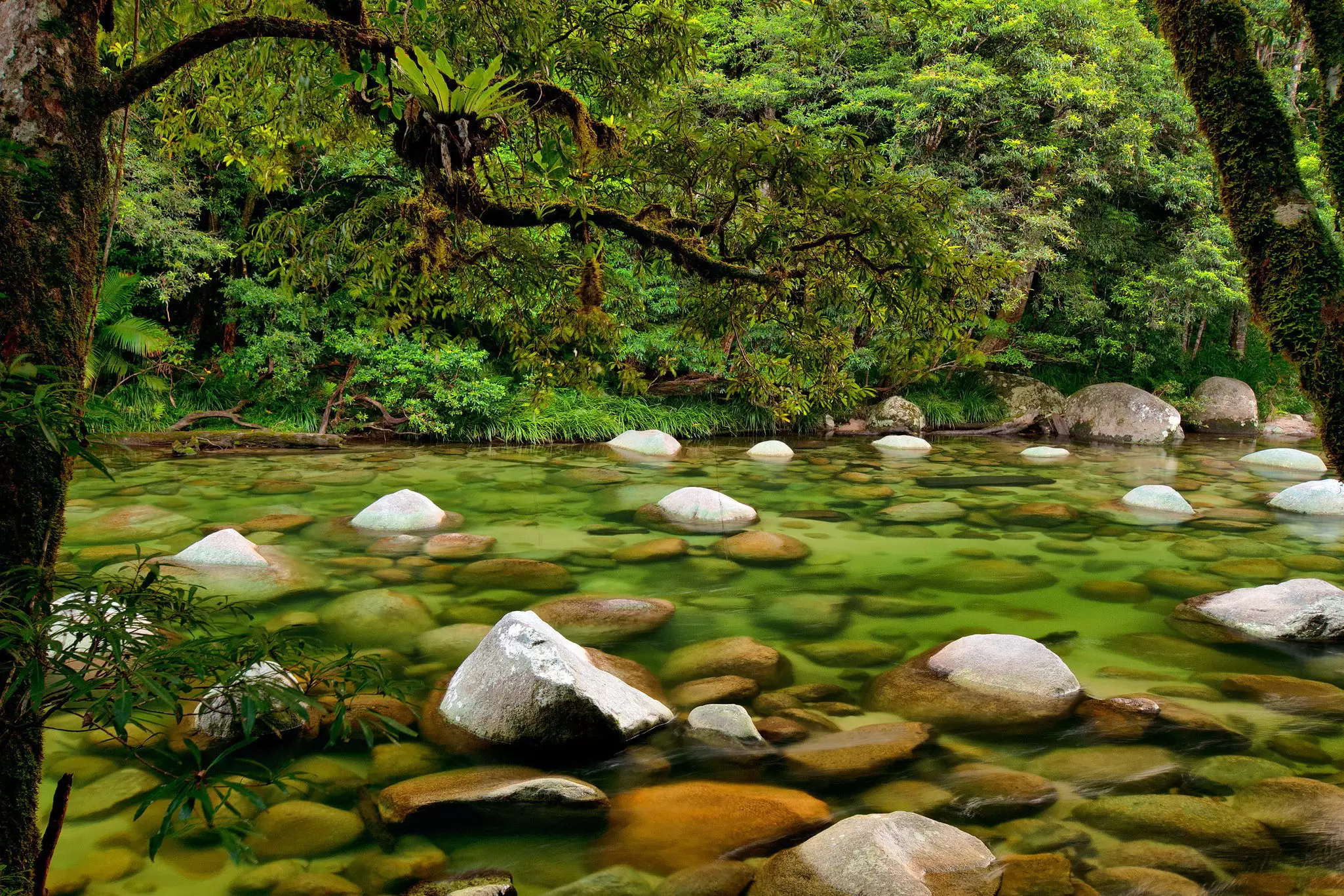 View of Mossman River in Daintree National Park, Queensland, Australia.