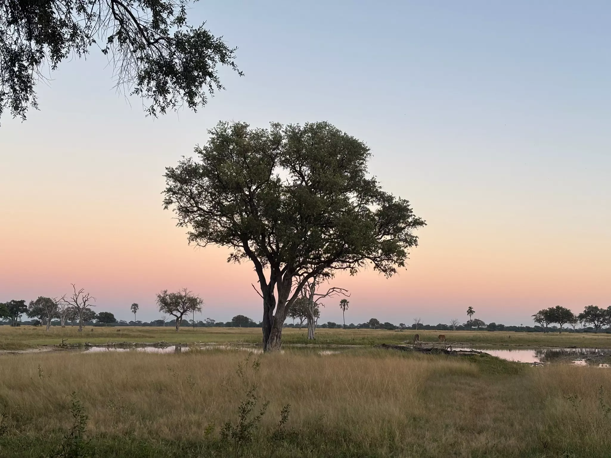 The sky turns to a light pink color as the sun starts to rise over a grassland.