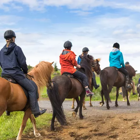 Group of horseback riders ride  in Iceland, view of backs