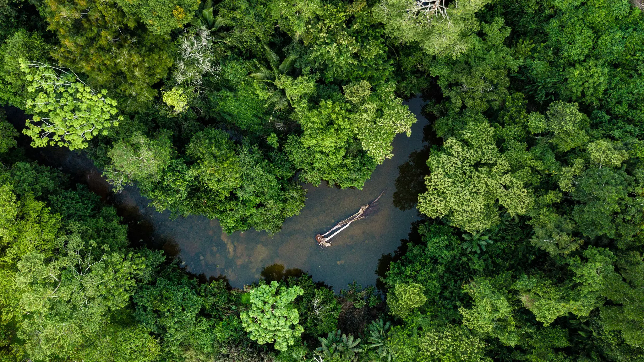 Aerial photo of river in amazon rainforest jungle in Peru.