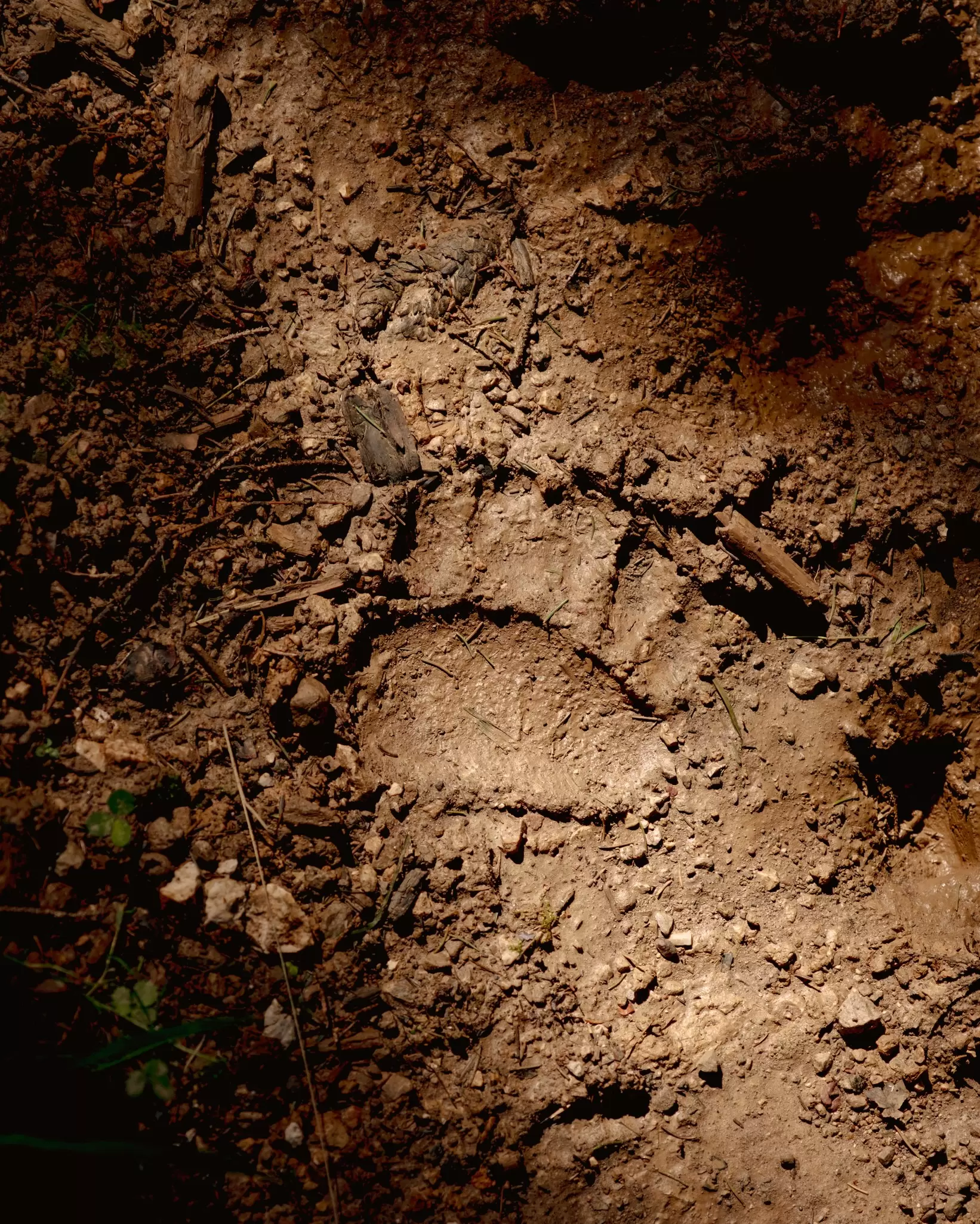 Tracking of signs indicating the presence of bears near Kočevje, Slovenia, September 2026.
Slovenia, September 2026
