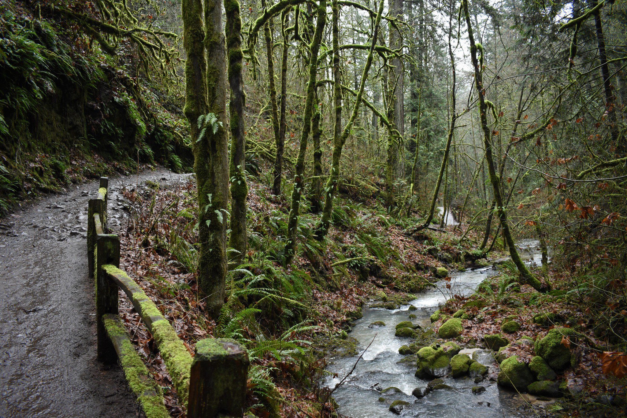 A creek bubbles after a rainy day alongside a hiking trail in Forest Park, Portland, Oregon.