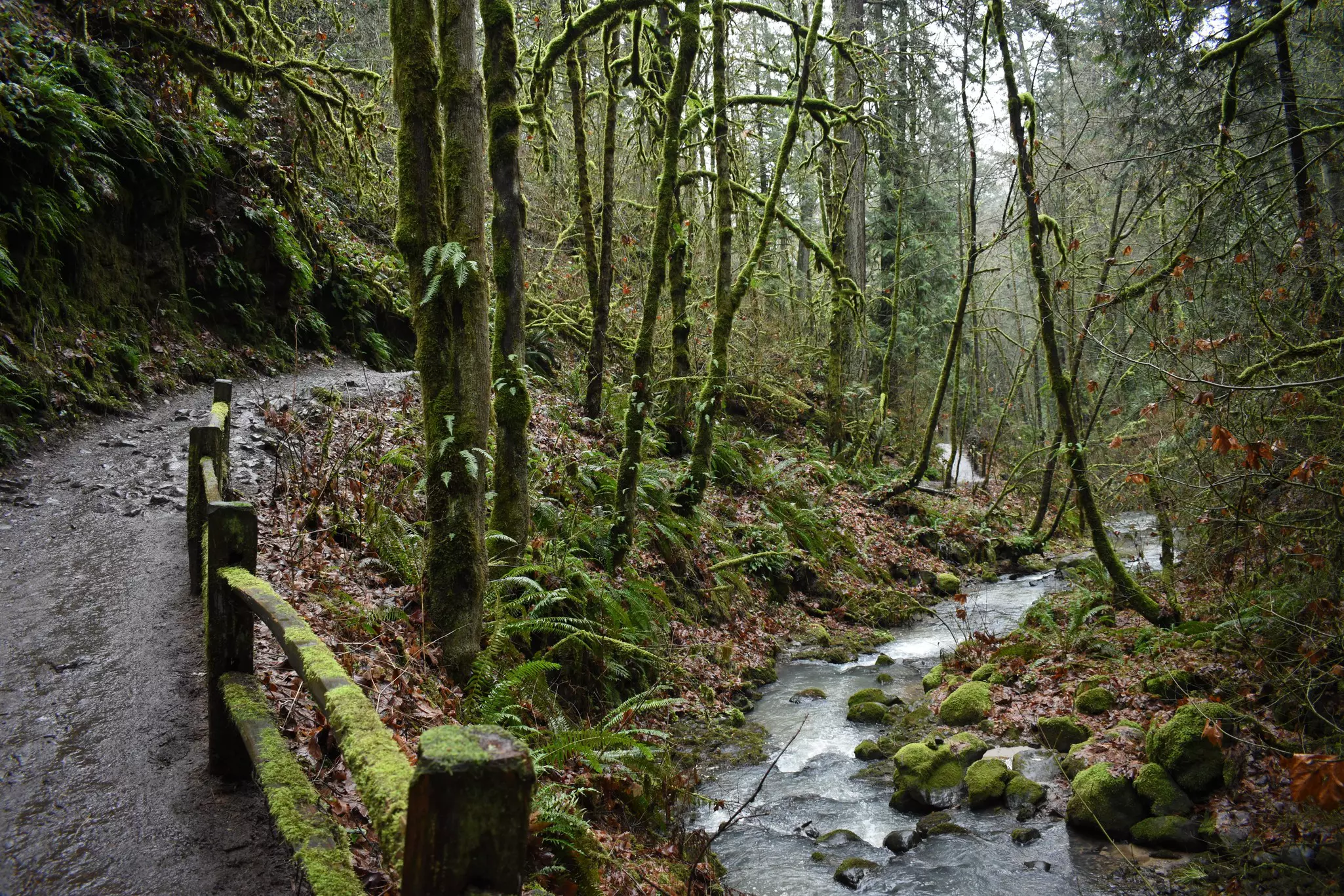 A creek bubbles after a rainy day alongside a hiking trail in Forest Park, Portland, Oregon.