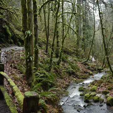 A creek bubbles after a rainy day alongside a hiking trail in Forest Park, Portland, Oregon.