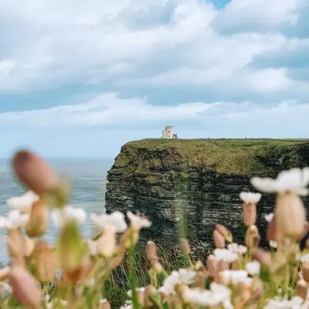 Flowers grow on the edge of a high cliff with a castle in the background. 