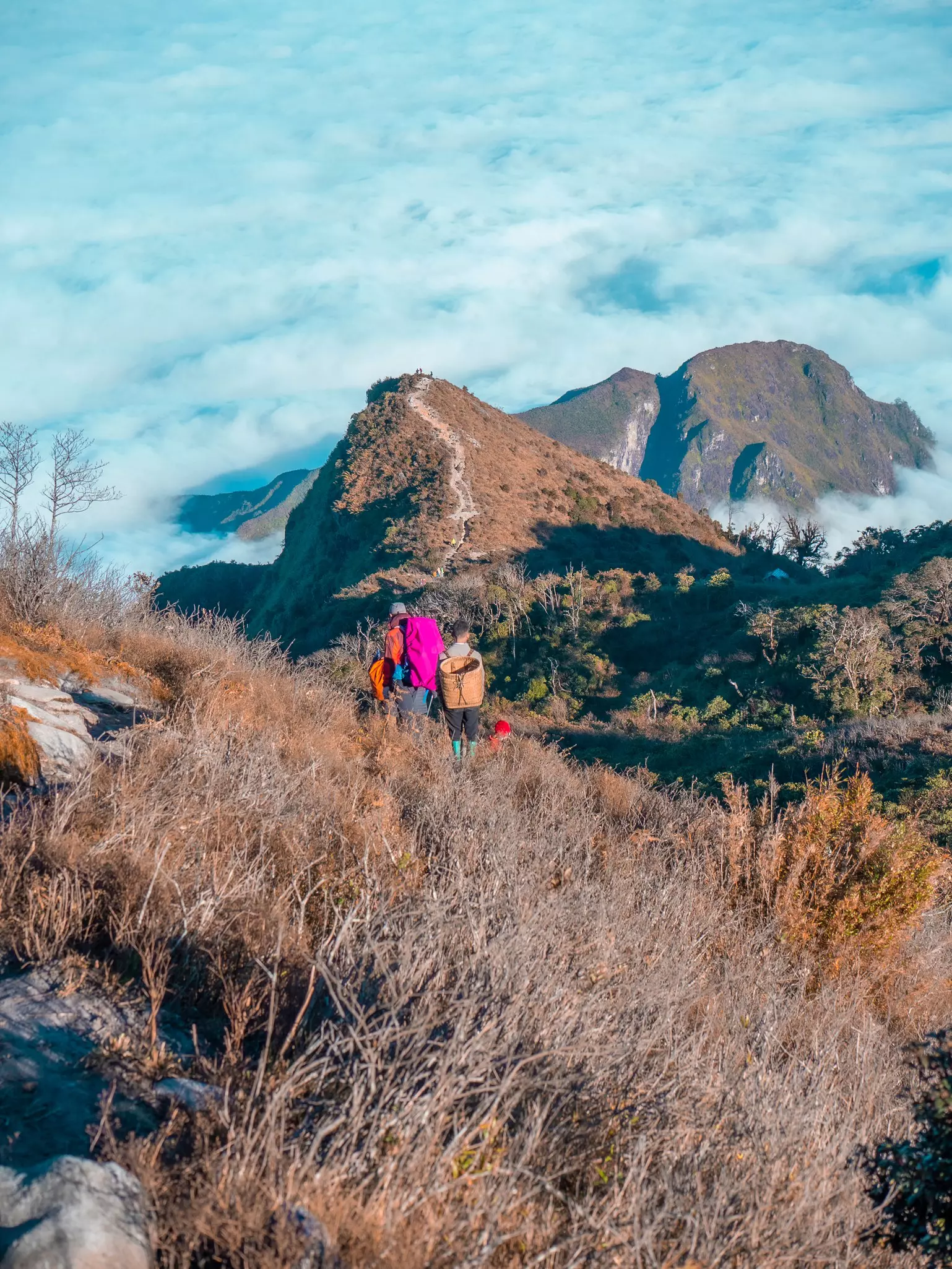 A group of people walk through an area covered with bare branches, heading toward mountain peaks around Sapa, Vietnam