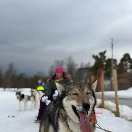 A dog outdoors on a dogsleding team. 