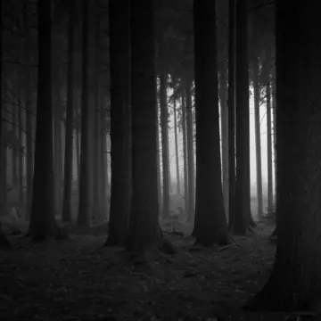 Eifel Forest, Germany