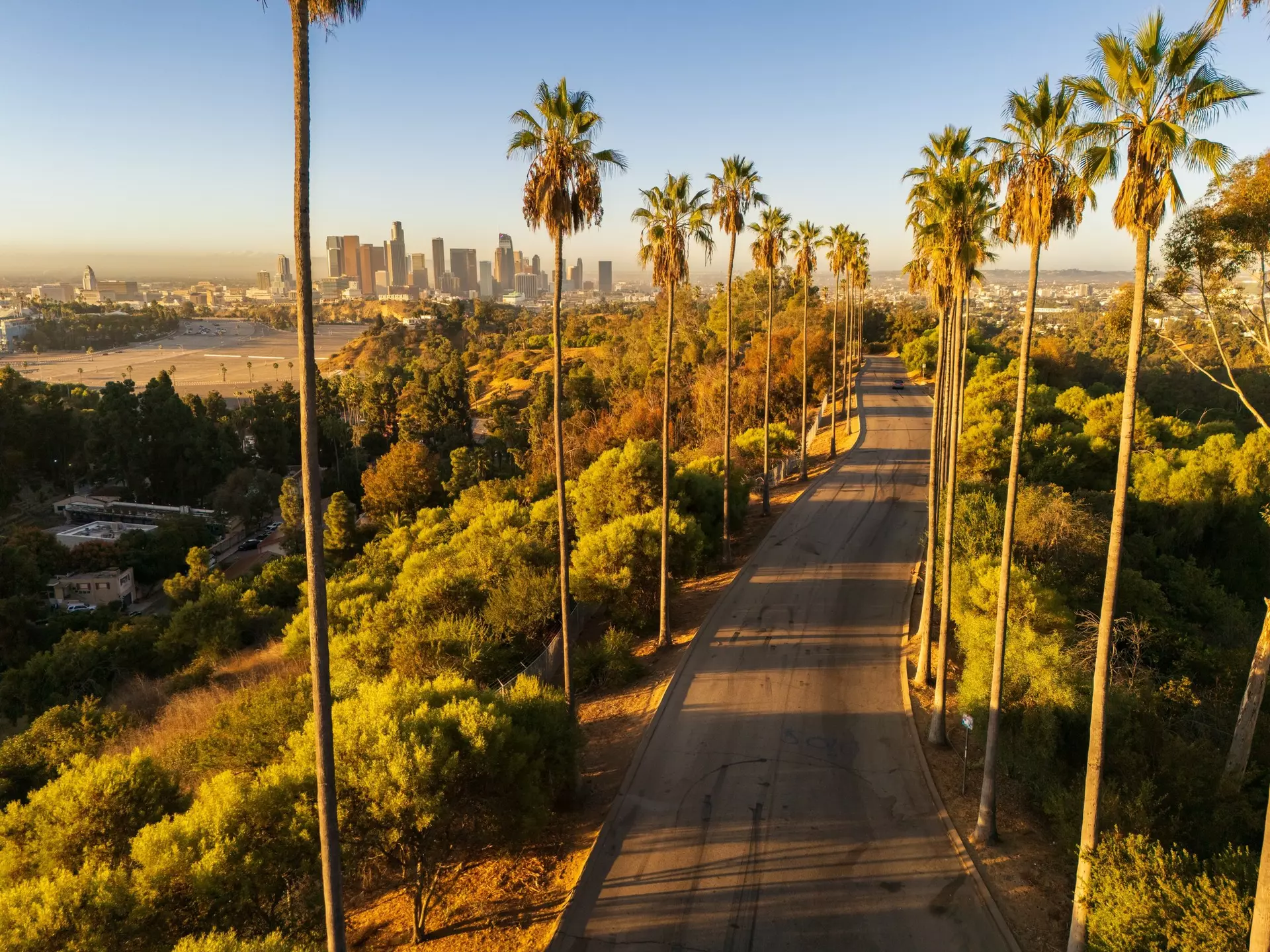 Elysian park and the view towards Los Angeles downtown, USA, with a palm tree alley, in the morning sun.
