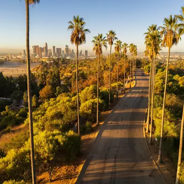 Elysian park and the view towards Los Angeles downtown, USA, with a palm tree alley, in the morning sun.