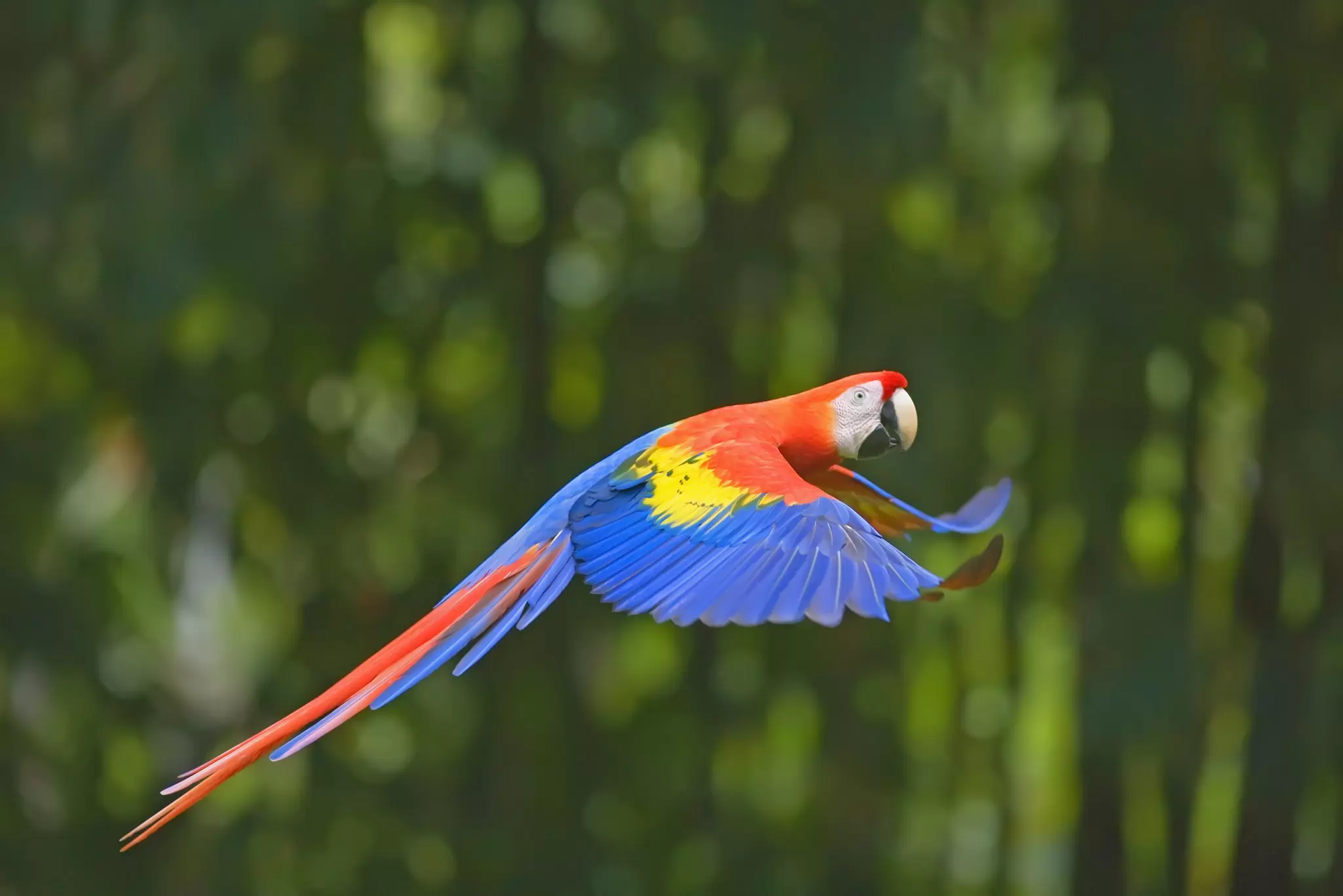 Colorful scarlet macaw flying in the Corcovado National Park.