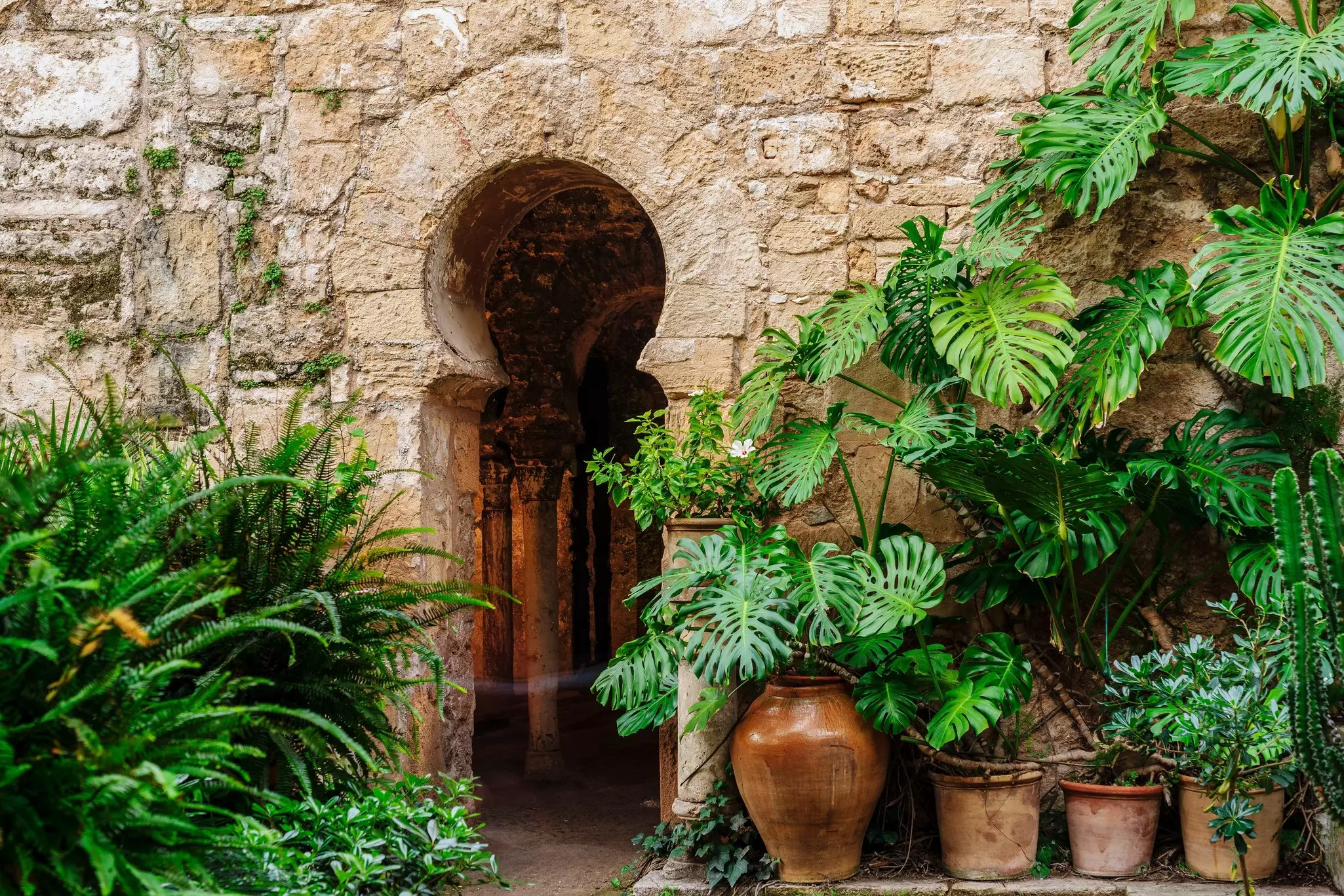 A lush plant grows up over a wall with a Moorish door opening into baths in Palma de Mallorca, Spain.