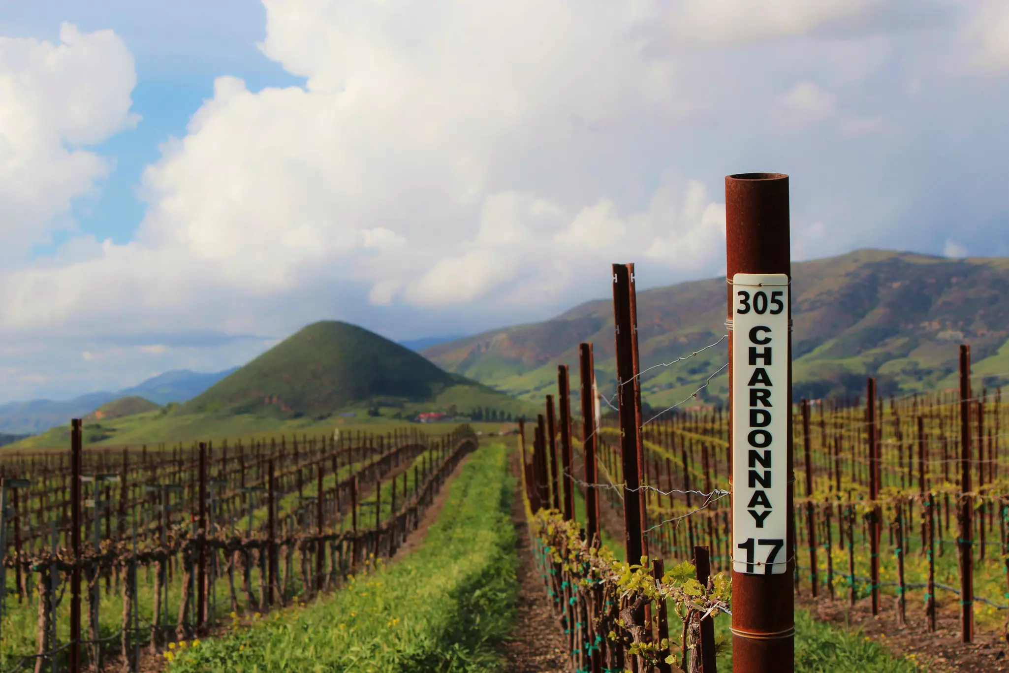 A pole denotes ”Chardonnay” among planted vineyards. Mountains with spring greenery can be see in the distance.