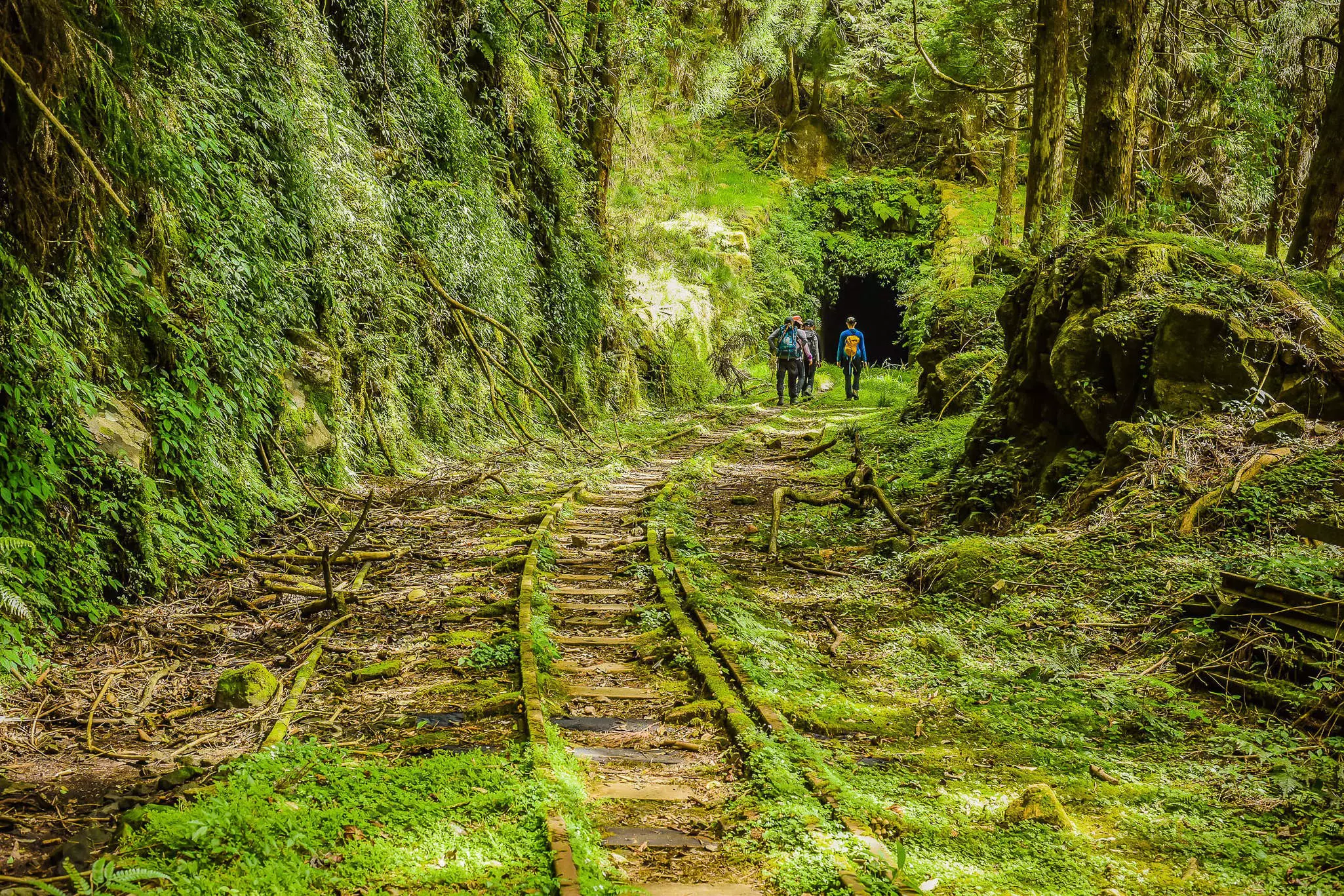 Trekkers on the Mianyue Line Trail navigate moss-shrouded railway bridges and pitch-dark tunnels as they make their way through the old-growth forest © weniliou / Shutterstock