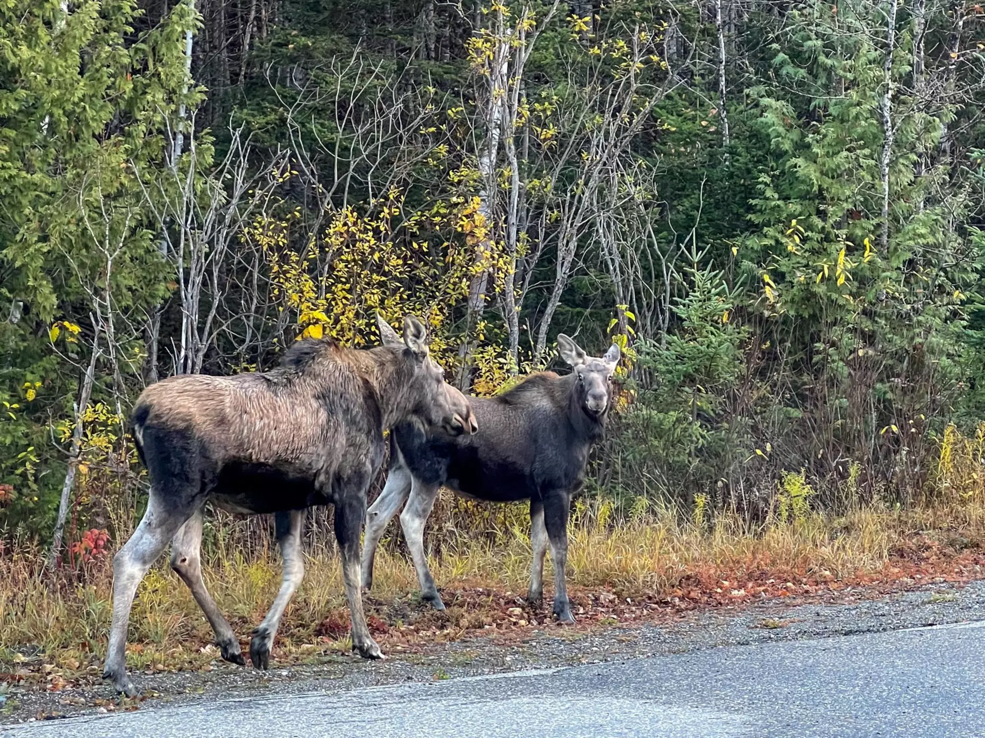 Two moose standing by a forest road in Canada, surrounded by autumn vegetation with colorful trees, License Type: media, Download Time: 2025-12-04T23:48:55.000Z, User: catalinaaragon, Editorial: false, purchase_order: 56530 - Guidebooks, job: Global Publishing WIP, client: Canada 17, other: Canada 17
