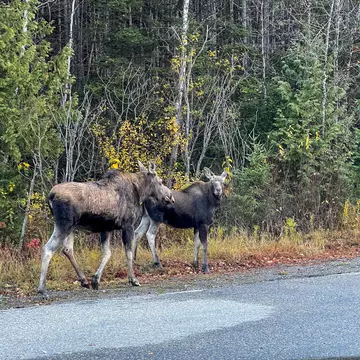 Two moose standing by a forest road in Canada, surrounded by autumn vegetation with colorful trees, License Type: media, Download Time: 2025-12-04T23:48:55.000Z, User: catalinaaragon, Editorial: false, purchase_order: 56530 - Guidebooks, job: Global Publishing WIP, client: Canada 17, other: Canada 17