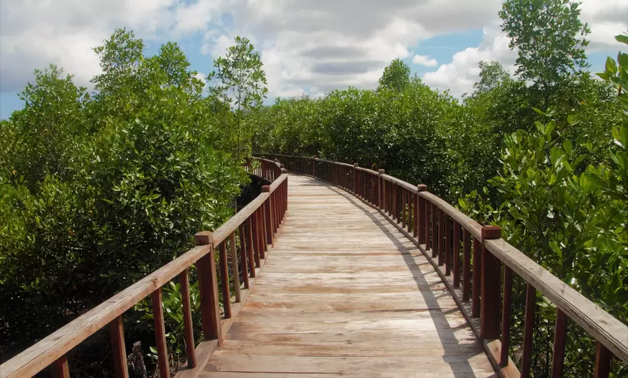 Curving wooden boardwalk with railings through dense mangrove forest near Sorong under a cloudy blue sky