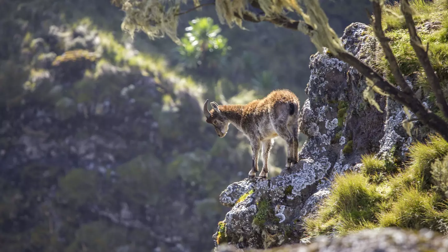 A walia Ibex teeters on a high rock in the Simien Mountain range