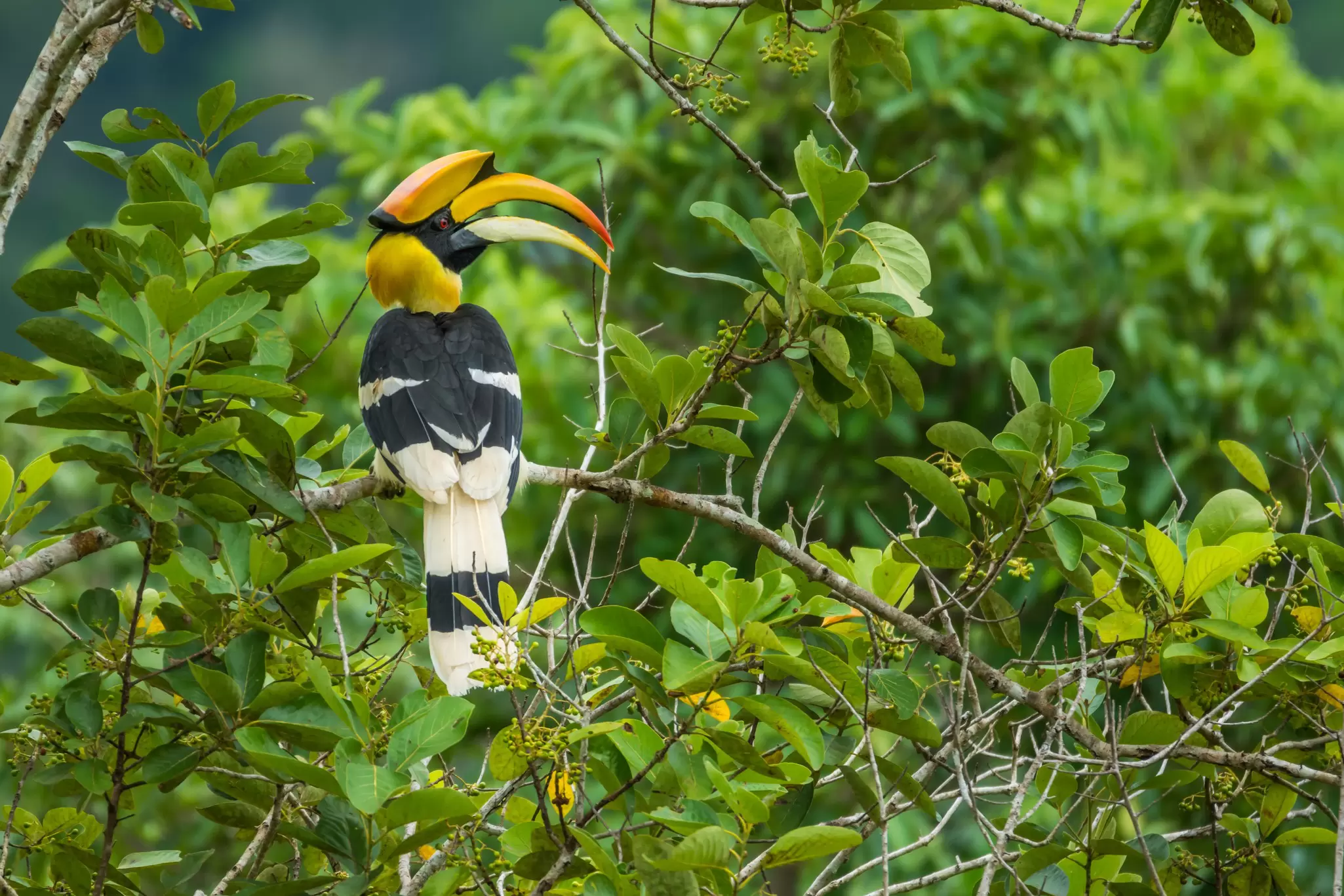 View of a Great Hornbill on a tree branch in the forests of Kuiburi National Park, Thailand.