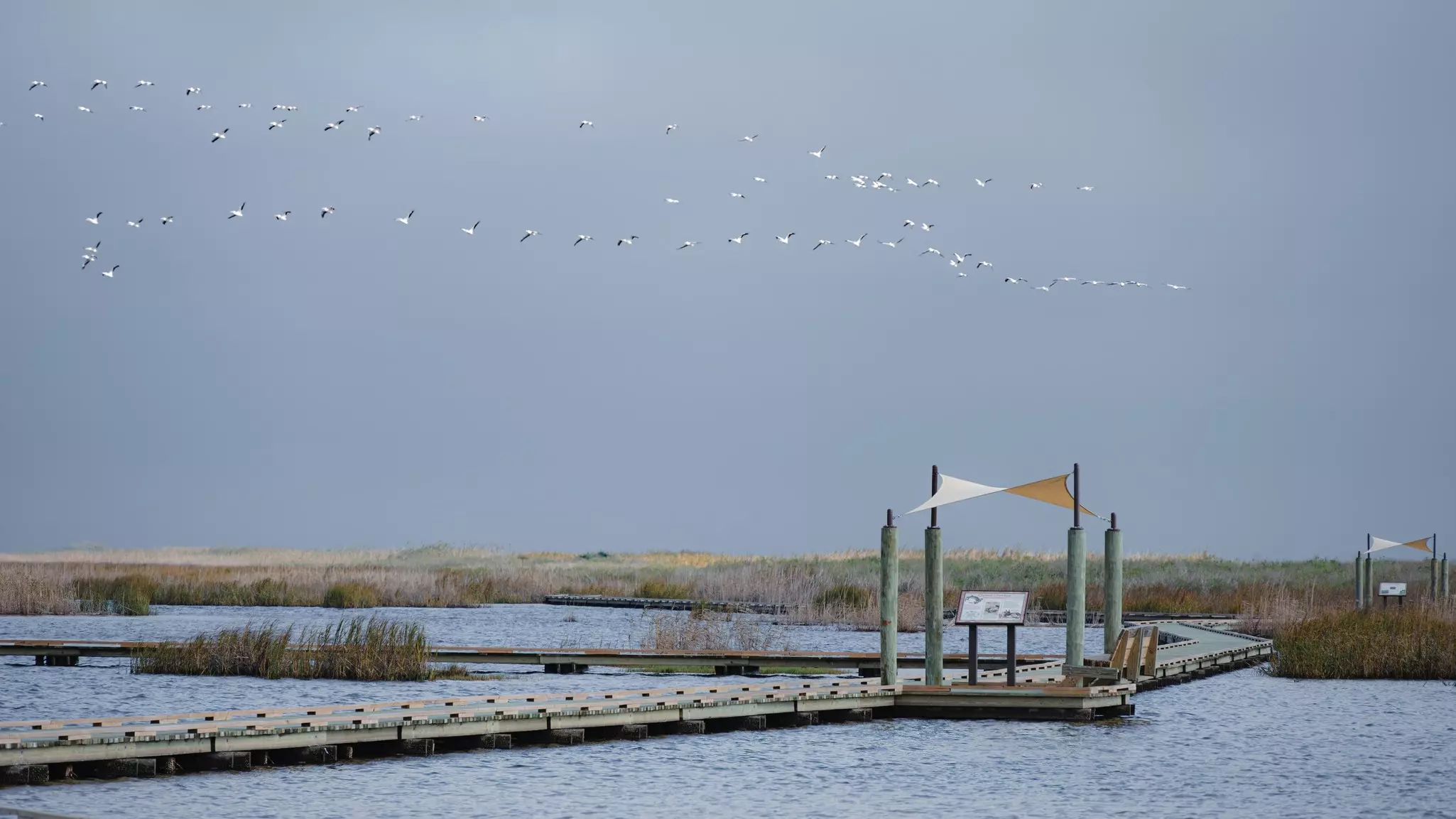 A wooden pathway leads across the water in a coastal wetland area. Birds fly in formation overhead.
