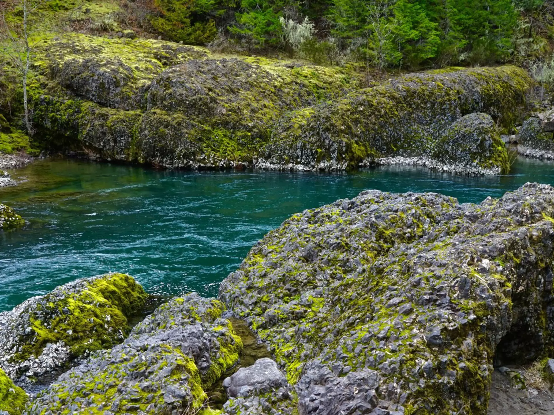 Chill out along the Clackamas River Trail and soak up the remarkable flora. Samson1976 / Getty Images