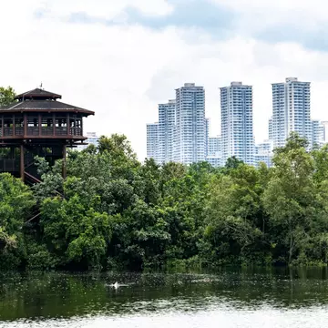A wooden observation tower rises above dense trees by the water. Apartment buildings are visible in the background.