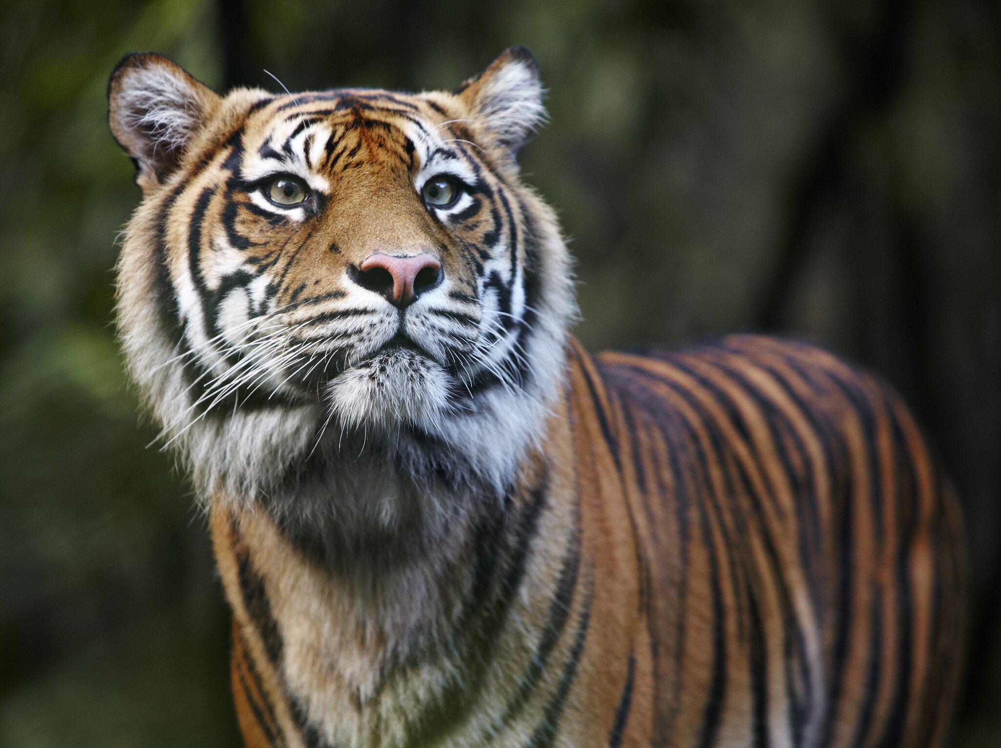 Sumatran Tiger