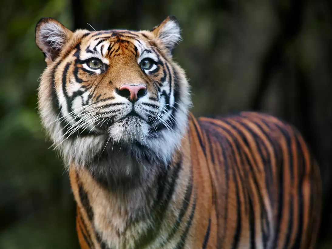 Sumatran Tiger