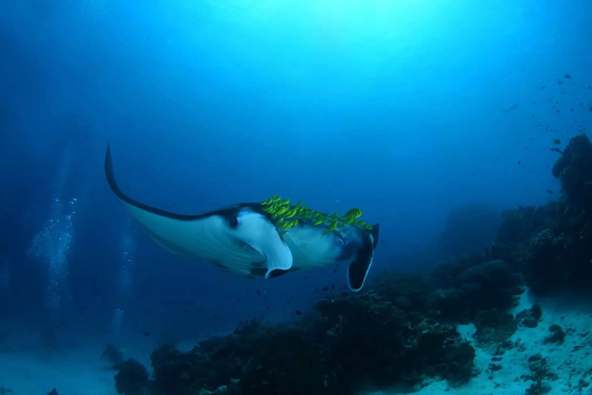 A manta ray swimming in blue water