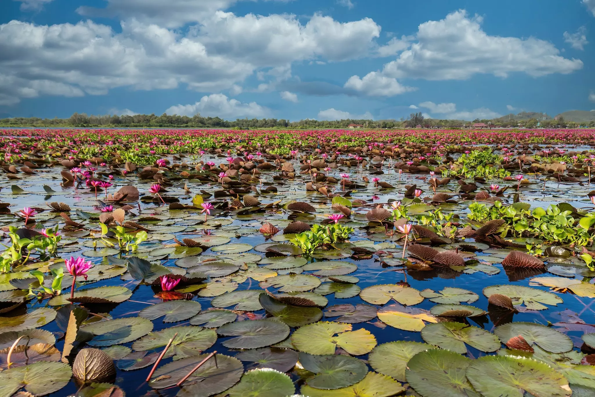 Lotus flowers in Thale Noi Lake, Phattalung, Thailand.