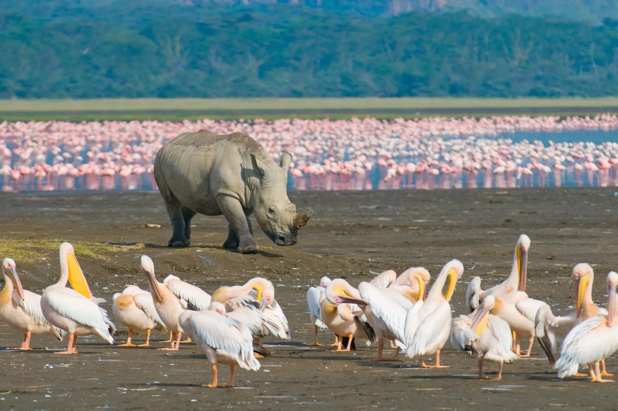 A sole rhinoceros walks across a dry lake bed with pelicans in the foreground and hundreds of flamingos in the distance.