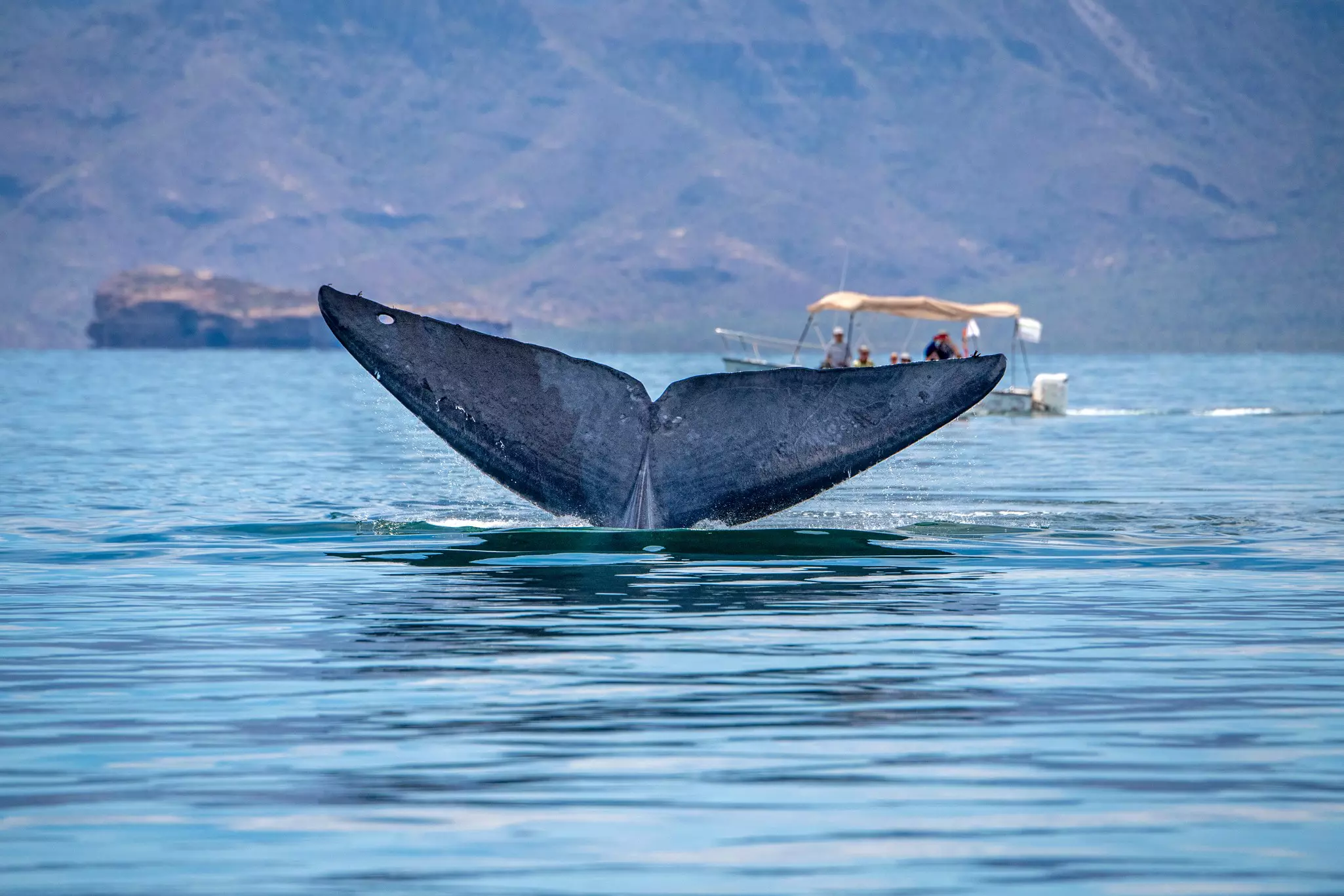 blue whale watching in baja california Mexico