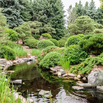 Various shades of greenery and a little pond in the Japanese Garden at Denver Botanic Gardens