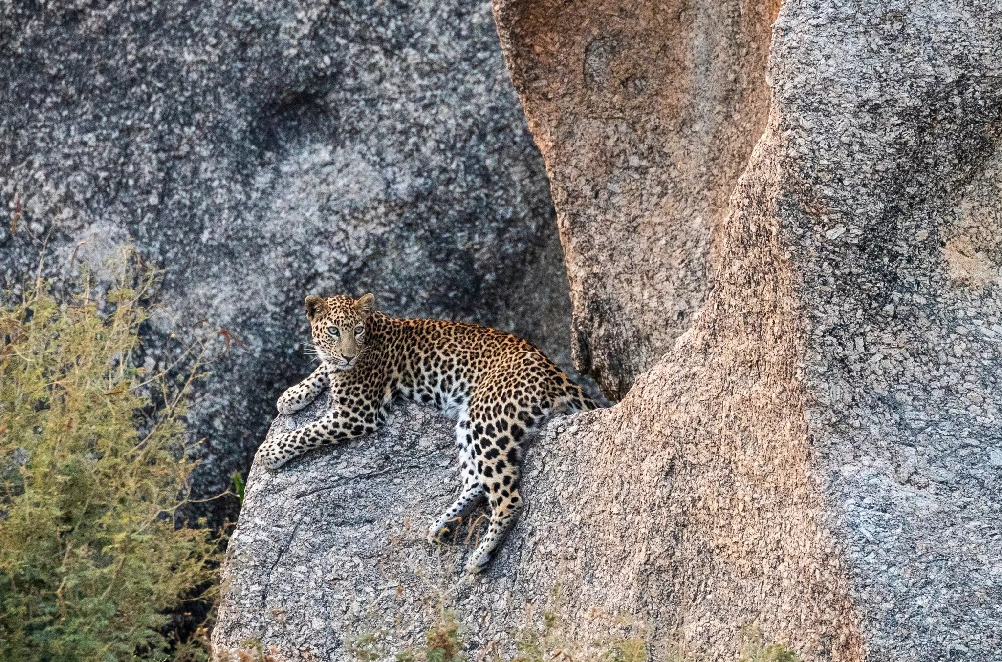 A large spotted cat lies on a boulder, with its colors blending in with its environment.