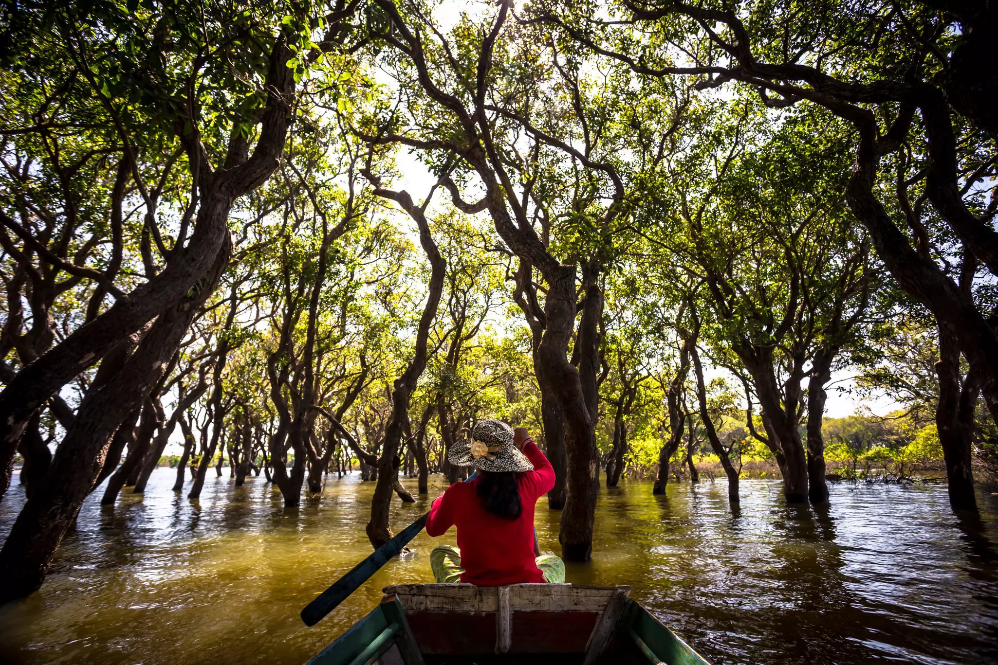 A person wearing a red shirt and a wide-brimmed hat is in a boat paddling around mangrove trees.