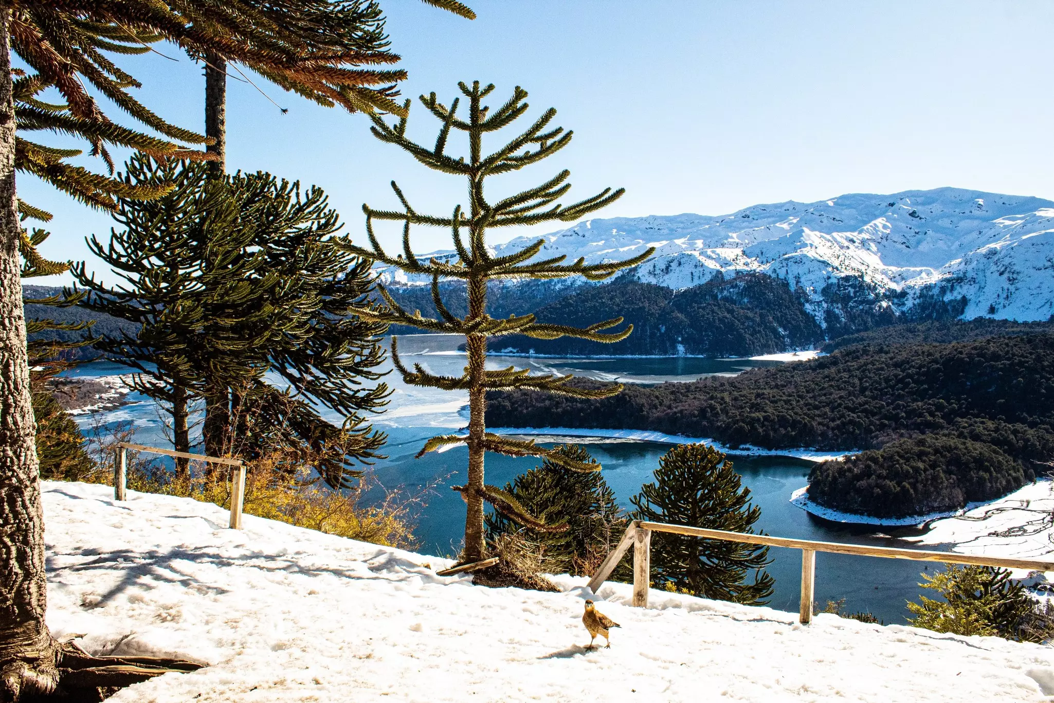 A tree with pointed branches stands above a mountain lake with snow-covered mountains in the distance.