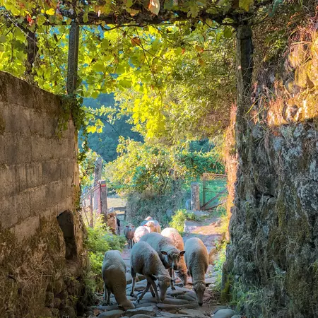 Sheeps walking back to farm under a canopy of trees.