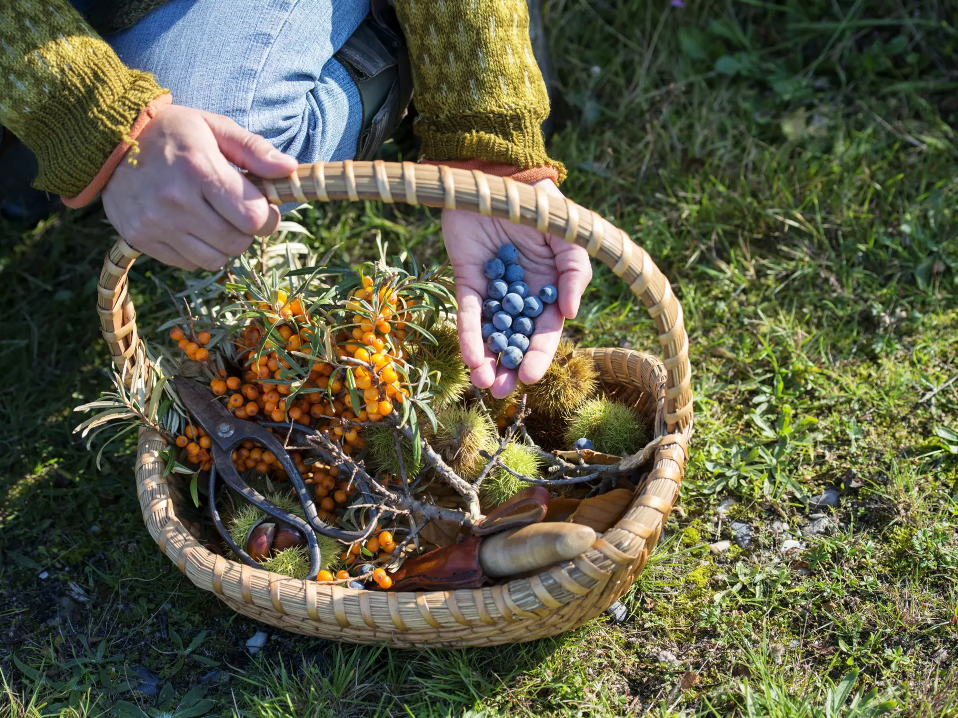 Food foraging in the forest