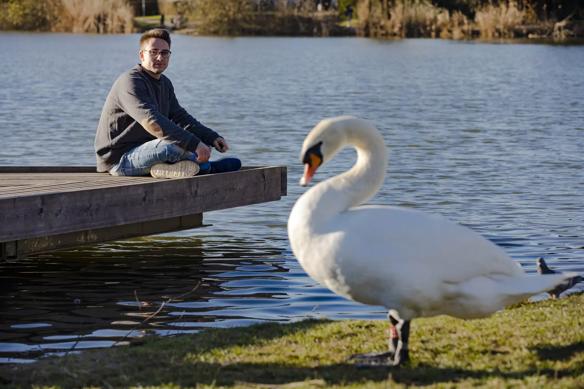 Young Adult Man Relaxing By a Lake and Watching a Swan